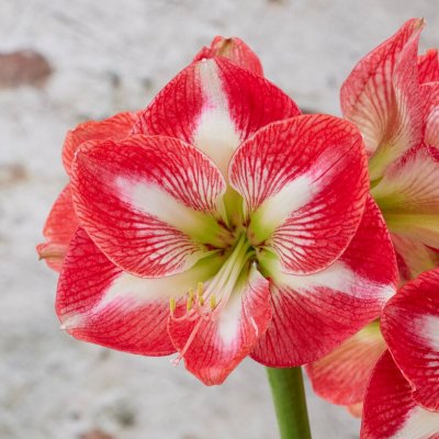 Amaryllis Monte Carlo