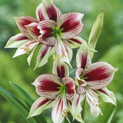 Fjärilamaryllis Papillio