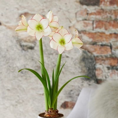 Amaryllis Picasso