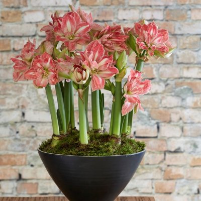 Amaryllis Pretty Nymph ®