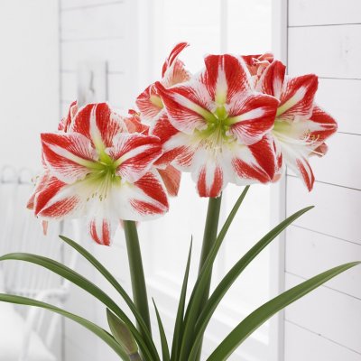 Amaryllis Spartacus ®