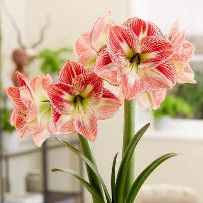 Amaryllis Spotted Queen ®