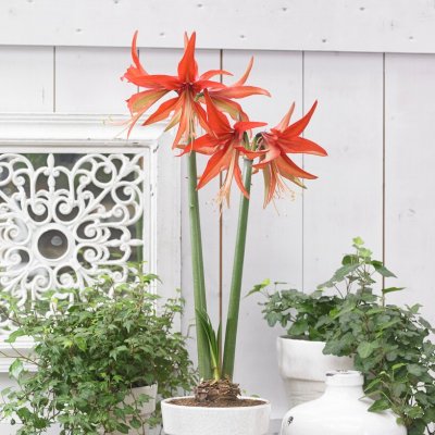 Spindelamaryllis Sumatra ®