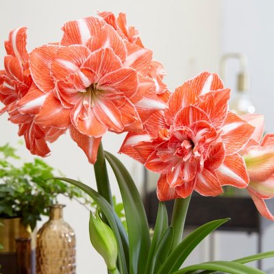 Amaryllis Sunshine Nymph ®