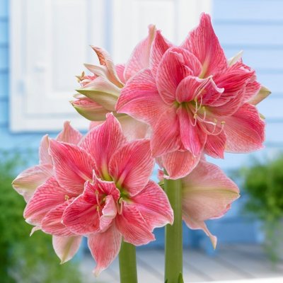 Amaryllis Sweet Nymph ®