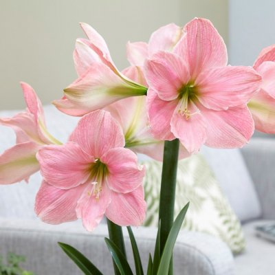 Amaryllis Sweet Star ®