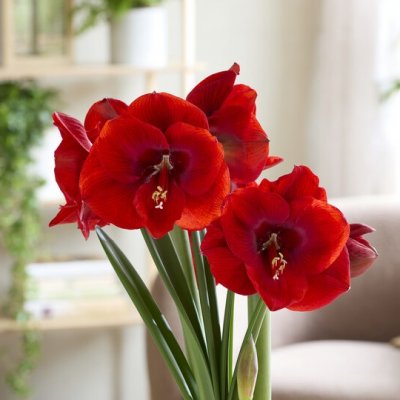 Hippeastrum Tempranillo ®