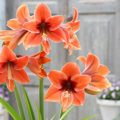 Amaryllis Terra Mystica