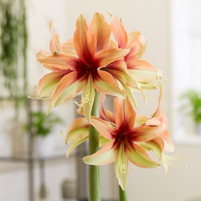 Amaryllis Wild Amazone ®