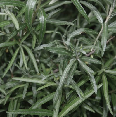 Hippophae rhamnoides Pollmix