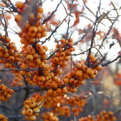 Hippophae rhamnoides Julia, Havtorn