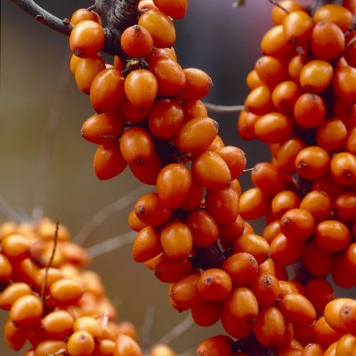 Hippophae rhamnoides Frugana