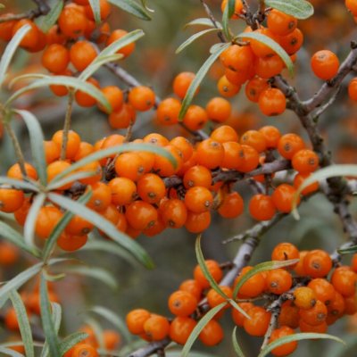 Hippophae rhamnoides Garden´s Gift