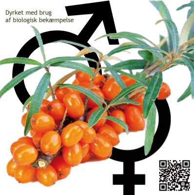 Hippophae rhamnoides Leikora & Pollmix, Havtorn, C5