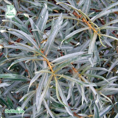 Hippophae rhamnoides Romeo, Havtorn, 40-50 C3