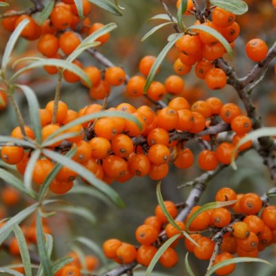 Hippophae rhamnoides Tytti