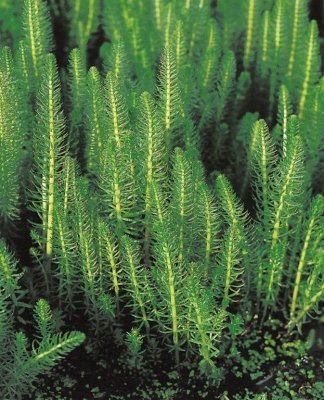 Hippuris vulgaris, Hästsvans, P9cm