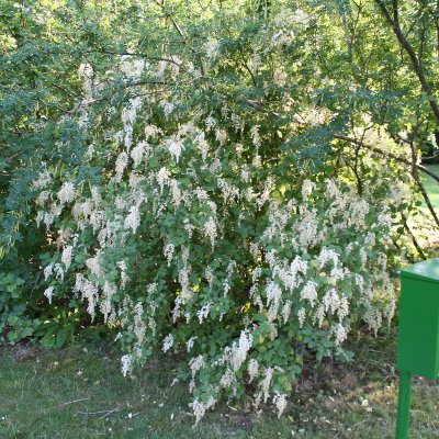 Holodiscus discolor, Vippspirea, 30-40 C3