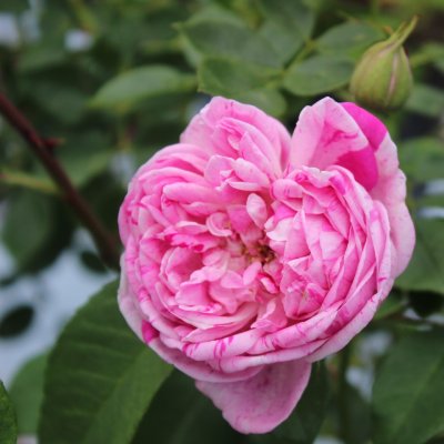 bourbon Honorine de Brabant, Buskros, C4