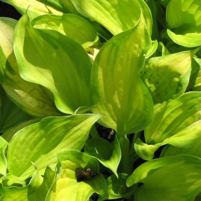 Hosta hybr. Paradise Island, Funkia