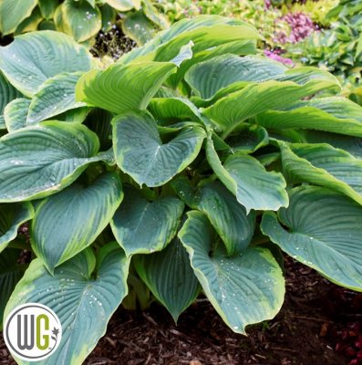Hosta hybr. Shadowland ® Wu-La-La, Funkia, SQ1