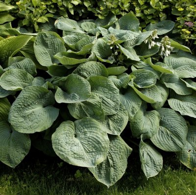 Hosta hybr. Abiqua Drinking Gourd, Funkia