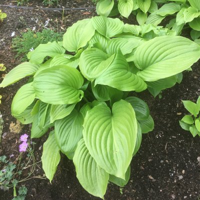 Hosta plantaginea Aphrodite, Doftfunkia, C13cm