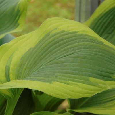 Hosta hybr. Atlantis ®, Funkia