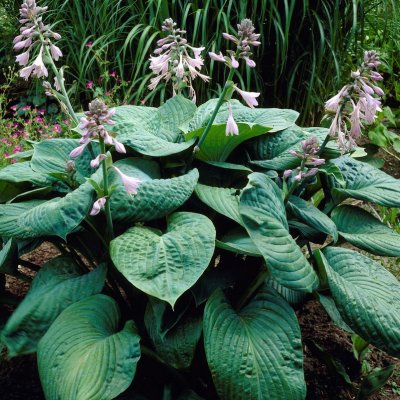 Hosta hybr. Big Mama, Funkia