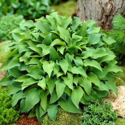Hosta capitata (nakaiana), Funkia, P11cm