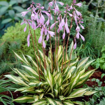 Hosta hybr. Cherry Berry, Funkia
