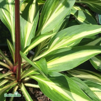 Hosta hybr. Cherry Berry, Funkia, C13cm