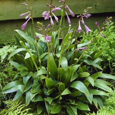 Hosta clausa var. normalis, Revfunkia