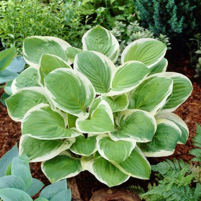 Hosta plantaginea Diana Remembered, Doftfunkia