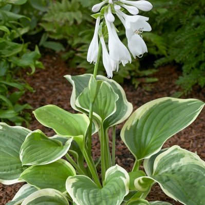 Hosta plantaginea Diana Remembered, Doftfunkia
