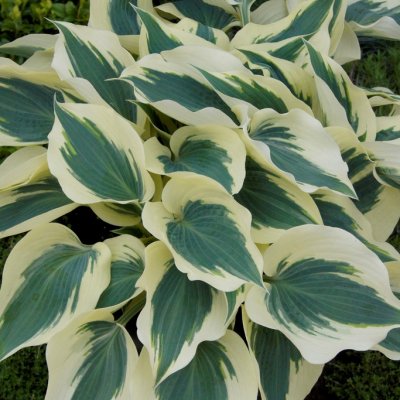 Hosta hybr. Firn Line, Funkia