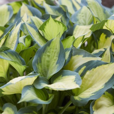 Hosta hybr. Forbidden Fruit ®, Funkia, P11cm