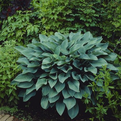 Hosta fortunei Hyacinthina, Blomsterfunkia