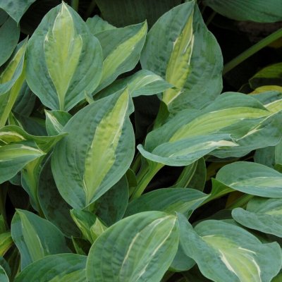 Hosta fortunei Kiwi Full Monty, Blomsterfunkia, P11cm