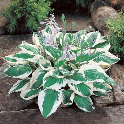 Hosta fortunei Patriot, Blomsterfunkia, barrot 3st