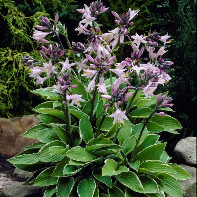 Hosta fortunei Francee, Blomsterfunkia