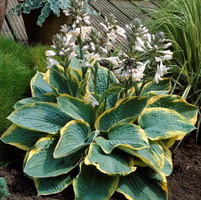 Hosta sieboldiana Frances Williams, Daggfunkia