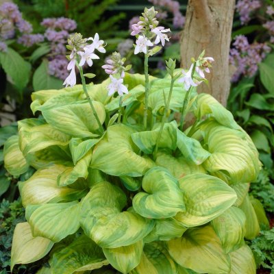 Hosta plantaginea Guacamole, Doftfunkia