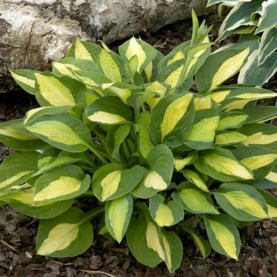 Hosta hybr. Gypsy Rose, Funkia, P11cm
