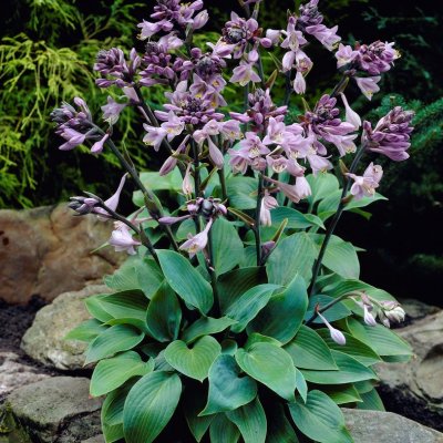Hosta tardiana Halcyon, Blåfunkia
