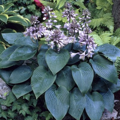 Hosta hybr. Canadian Blue, Funkia