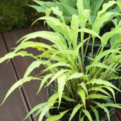 Hosta hybr. Curly Fries