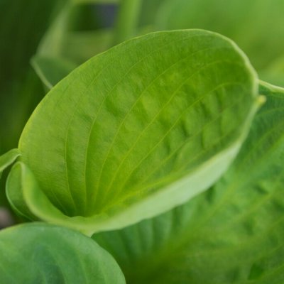 Hosta hybr. Monster Ears, Funkia