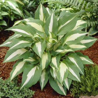 Hosta hybr. Night Before Christmas