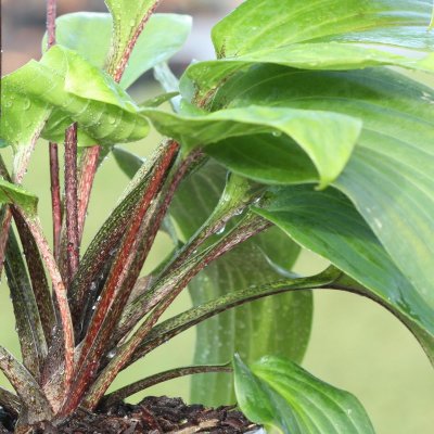 Hosta hybr. Purple Heart, Funkia, C1